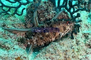 Alphestes immaculatus-La Paz Swanee-12m-20181028-Denis-ADER-DSC_0927_tn
